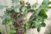 garden plants