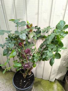garden plants