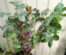 garden plants