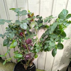 garden plants