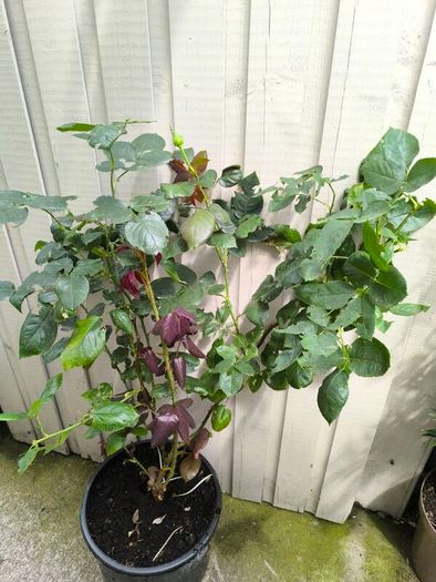 garden plants