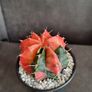 Variegated gymnocalycium mihanovichii cactus Image 2