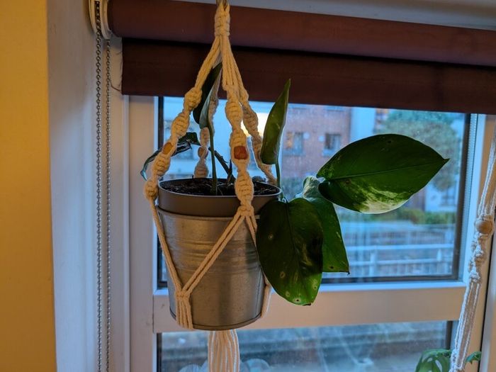 Golden Pothos incl. Hanging Basket and pot