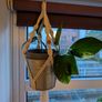 Golden Pothos incl. Hanging Basket and pot Image 2