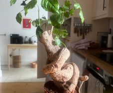 plant bonsai
