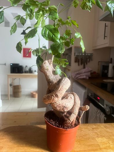 plant bonsai