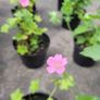 clearence of 50 flowering shrubs/plants. Image 7
