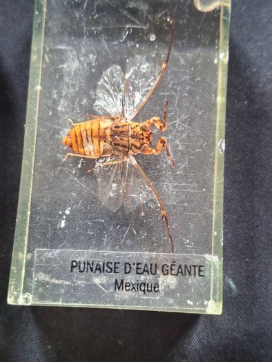 Genuine Collection of 15 Clear Resin Exotic Insects and Arachnids Price is for 1 only