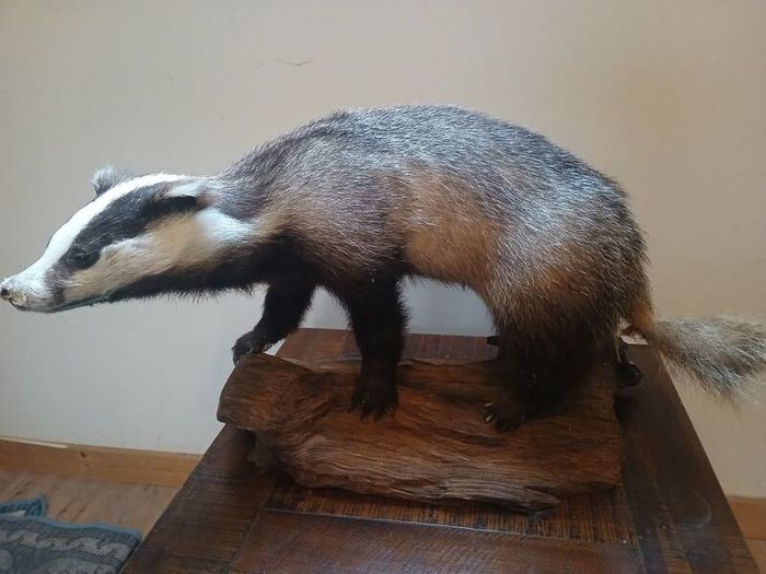 taxidermy