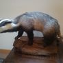 taxidermy Image 3