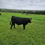 10 AAX bull wealings for sale Image 6
