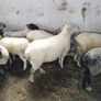 Hoggets Image 3