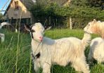 Pygmy goat