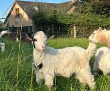 Pygmy goat