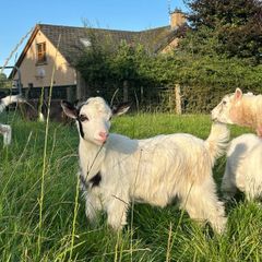 Pygmy goat