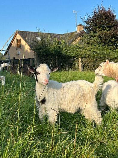 Pygmy goat