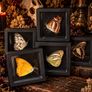 Dead Curios Oddities 24 Piece Advent Calendars Image 8