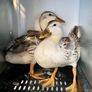 Hens, Ducks, Guinea. Image 4