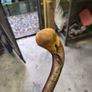 walking stick Image 4