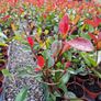 Red Robin Hedging TWO EUROS Image 8