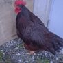 Rhode island red rooster and hen Image 7
