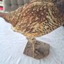 Taxidermy mount of a Male Ring-necked Pheasant Image 3