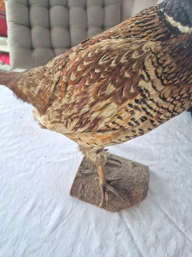 Taxidermy mount of a Male Ring-necked Pheasant