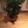 Beautiful Crassula (Money Tree) Plant, 12 years old Image 2