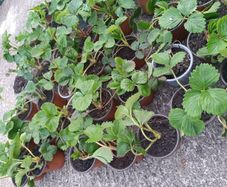 Organic strawberries
