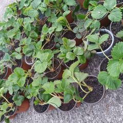 Organic strawberries