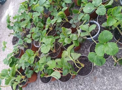Organic strawberries