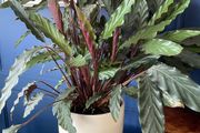 Healthy plant