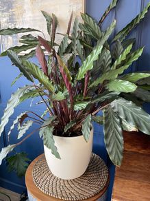 Healthy plant