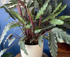 Healthy plant