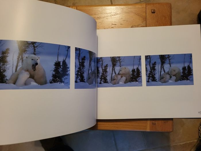 Little Polar Bears by Thorsten Milse.