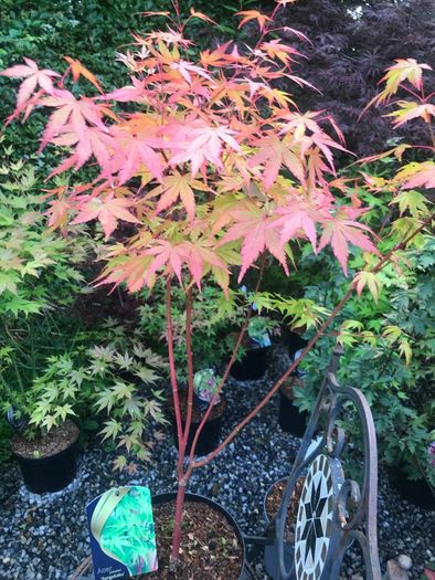 Japanese acers - wide selection