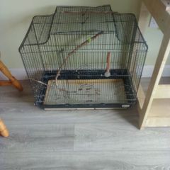 bird