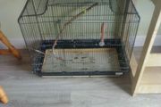 bird cage