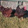 hatching Eggs and chick's Image 6