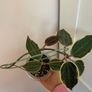 Rare houseplant Hoya Latifolia Albomarginata Image 4