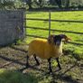 Lanark rams Image 10