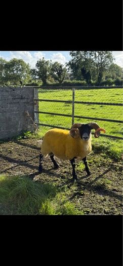 Lanark rams