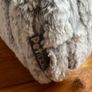 cat Image 2