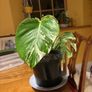 Albo monstera Image 2