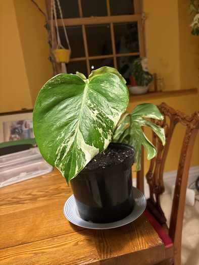 Albo monstera