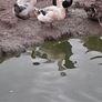 Drakes Bantom roosters Image 4