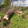 trees Image 6