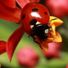 ladybug68