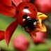 ladybug68