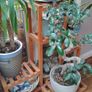 Plant Display Shelf Image 3